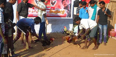 நாம் தமிழர் நடத்திய சேவல் சண்டை