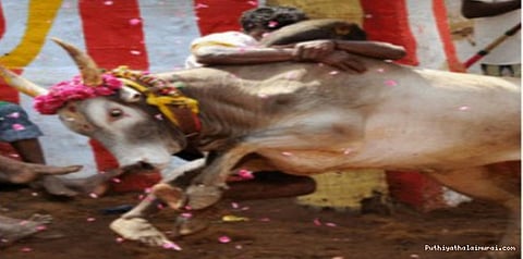 தடையை மீறி தொடரும் ஜல்லிக்கட்டு..!