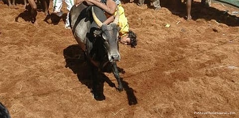 ஜல்லிக்கட்டிற்காக இஸ்லாமியர்கள் பேரணி