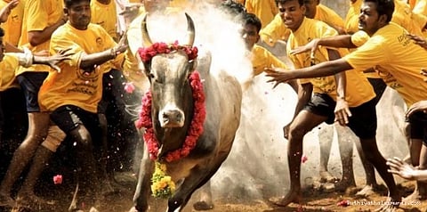 காளைகளை நீக்கும் சட்டப்பிரிவு சேர்ப்பு