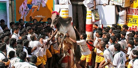 நாளை திறக்கிறது வாடி வாசல்