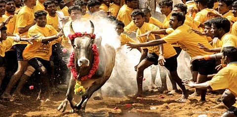 தடைகளைக் கடந்துவந்த ஜல்லிக்கட்டு