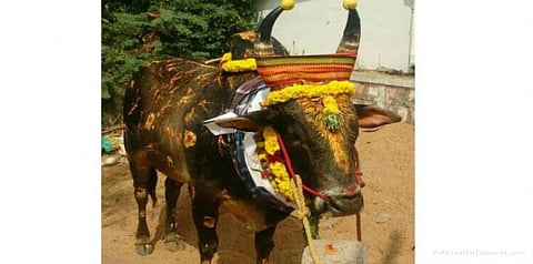 மணிமண்டபம் கட்டி காளையை கடவுளாக வழிபடும் மக்கள்..!