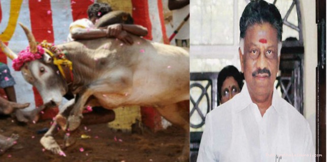 திண்டுக்கல்லில் முதலமைச்சர் ஓ.பன்னீர்செல்வம் தலைமையில் ஜல்லிக்கட்டு..?