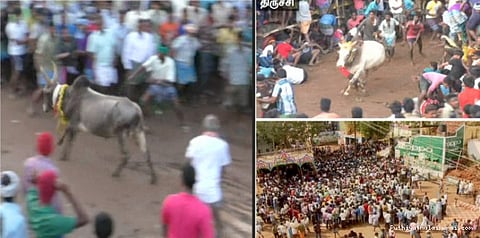 திருச்சியில் கோலாகலமாக நடைபெற்ற ஜல்லிக்கட்டு