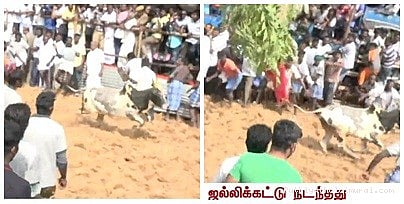 அரசு சார்பில் நடைபெற்ற ஜல்லிக்கட்டு