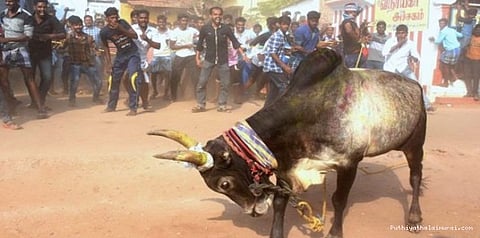 ஜல்லிக்கட்டு விதிமுறைகள் வெளியீடு