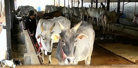 நாட்டு மாடுகளை காக்கும் இளைஞர்கள்