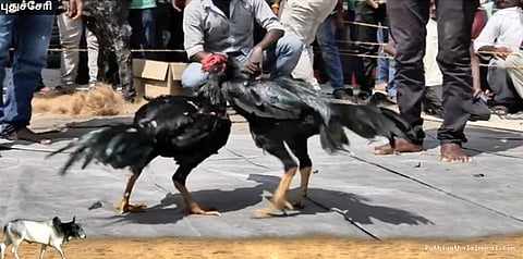 ஜல்லிக்கட்டு போராட்டத்தில் சேவல் சண்டை