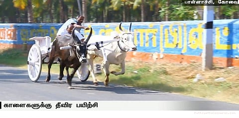 ஜல்லிக்கட்டு, ரேக்ளா பந்தயத்திற்கு தயாராகும் காளைகள்..!