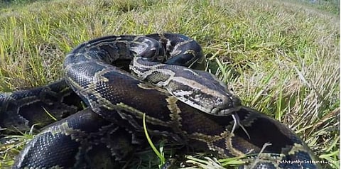 பாம்பை பிடிக்க இந்தியர்களை நாடிய அமெரிக்கர்கள்..!