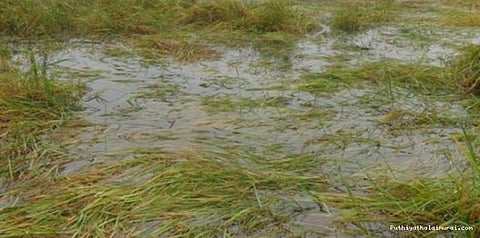 பருவம் தவறிய மழை.. பாதிப்படையும் விவசாயிகள்..!