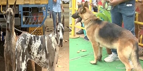 இந்திய அளவிலான நாய்கள் கண்காட்சி... 200 நாய்கள் பங்கேற்பு