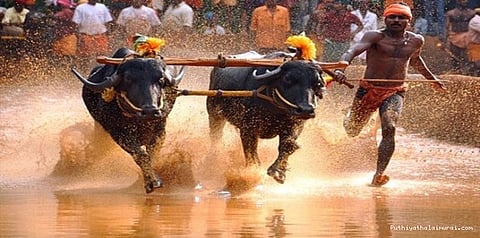 ஜல்லிக்கட்டு வழக்கின் தீர்ப்புக்குப் பின் கம்பல தடை குறித்து பரிசீலனை