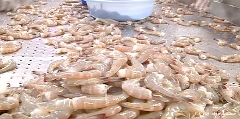 வரிச்சலுகை அளிக்க கடல் உணவு ஏற்றுமதியாளர்கள் கோரிக்கை