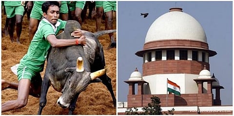 ஜல்லிக்கட்டு சட்டத்துக்கு தடை இல்லை: உச்சநீதிமன்றம்