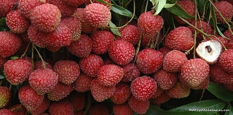 உயிரை பறிக்கிறதா லிச்சி பழங்கள்..?