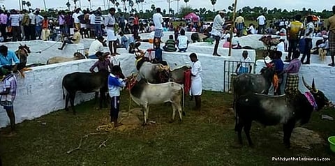 காளைகளுக்கு தகுதிச்சான்று.... தீவிரமடைந்த ஜல்லிக்கட்டு விழா