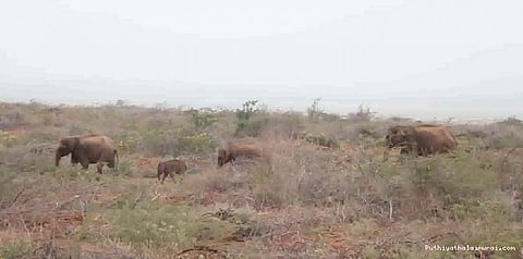 வறட்சியின் கொடுமை... தவிக்கும் வன விலங்குகள்