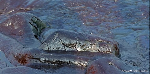 எண்ணெய் படலத்தை அகற்றும் பணி 90% நிறைவு