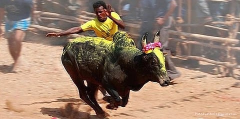 மஞ்சுவிரட்டு நிகழ்ச்சிக்கு அனுமதி மறுப்பு