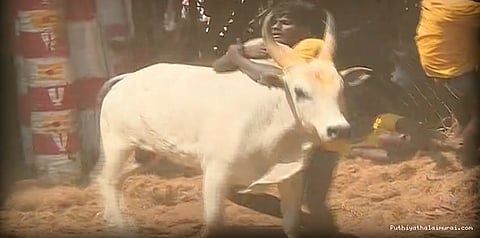 ஜல்லிக்கட்டு நிறைவு: 49 வீரர்கள் காயம்