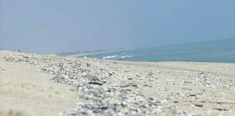 பழவேற்காட்டில் ஒதுங்கும் எண்ணெய் படலம்