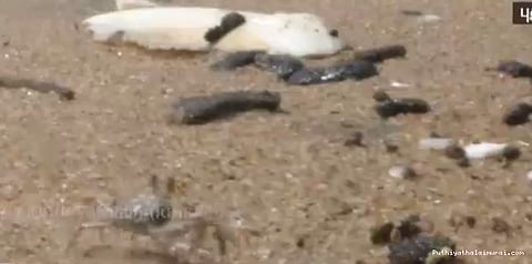 கடலூரில் கரை ஒதுங்கும் எண்ணெய் படலம்