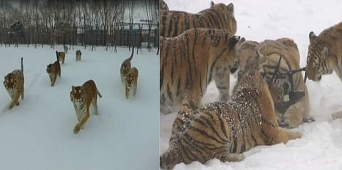 ட்ரோனை உணவென நினைத்து துரத்திய புலிகள் (வீடியோ)