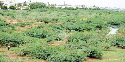 காற்றையும் நஞ்சாக்கும் சீமைக்கருவை வந்த கதை