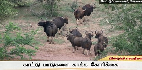 வனங்களை காக்க காட்டு மாடுகள் தேவை..!