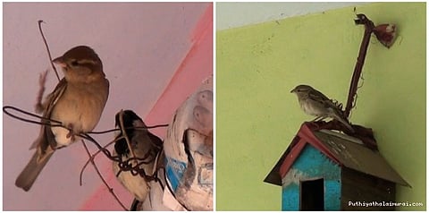 சிட்டுக்குருவிகளைப் பாதுகாக்க பள்ளி மாணவர்கள் முயற்சி