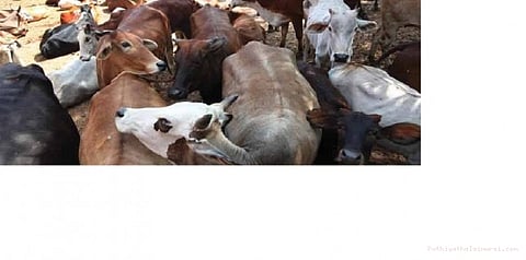 பசு பாதுகாப்பில் உறுதியாய் இருக்கிறோம்: உத்தரகண்ட் முதலமைச்சர்