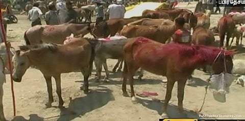 களைகட்டிய கழுதைச் சந்தை