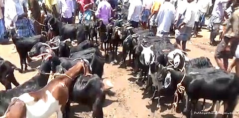 ஒரு ஜோடி ஆடுகள் ரூ.60 ஆயிரம்!