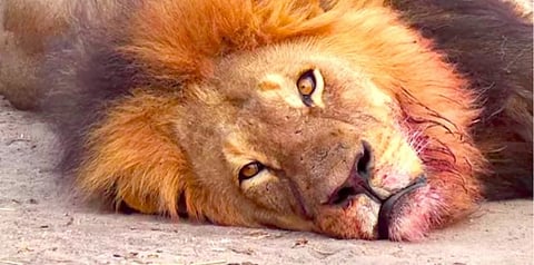 உ.பி,யில் சிங்கங்களுக்கும் மாட்டிறைச்சி இல்லை: பா.ஜ.க. அரசின் அதிரடி