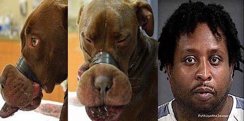 நாயின் வாயை கட்டி போட்ட உரிமையாளருக்கு 5 ஆண்டுகள் சிறை