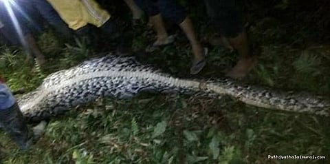 காணாமல் போனவர் மலைப்பாம்பின் வயிற்றில் இருந்து மீட்பு
