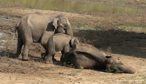சேற்றில் சிக்கியது யானை: தாயை சுற்றுது குட்டி