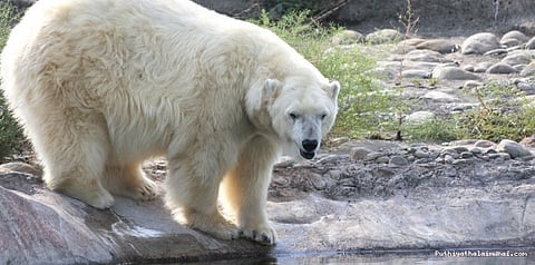 சம்மர் ஸ்பெஷல்.... விலங்குகளை குளிர்விக்க ஏசி