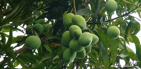 கொஞ்சம் கொஞ்சமாக 2 டன் மாங்காய்களை திருடிய பெண்கள்