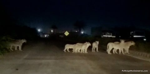 நெடுஞ்சாலையில் வாக்கிங் சென்ற சிங்கங்கள்