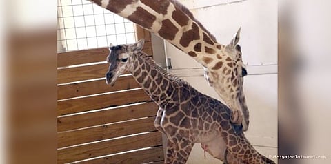 நேரலையில் ஒட்டகச்சிவிங்கியின் பிரசவம்