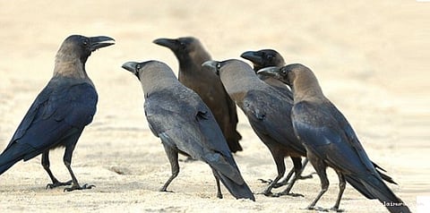 லண்டனில் காகங்கள் உணவருந்த ஓட்டல்