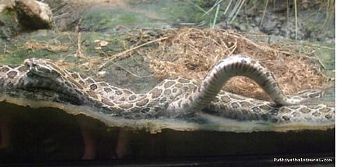 பாம்பு யாருக்கு சொந்தம்? விட்டுக் கொடுத்த தமிழகம்