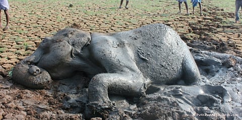 தண்ணீர் தேடி வந்த யானைக்கு நிகழ்ந்த சோகம்