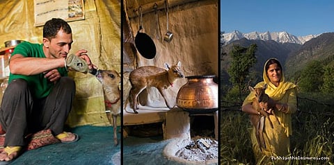 குட்டி மானுக்கு கிடைத்த அன்பு இல்லம்