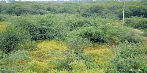 சீமை கருவை மரங்களை வெட்ட இடைக்காலத் தடை: உயர்நீதிமன்றம் உத்தரவு