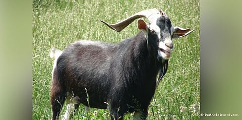 கின்னஸ் சாதனைக்கு 50 கறுப்பு ஆடுகள்!