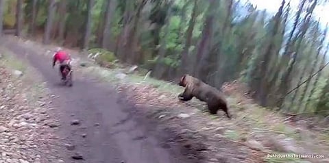 சைக்கிள் பந்தய வீரர்களைத் துரத்தும் கரடி